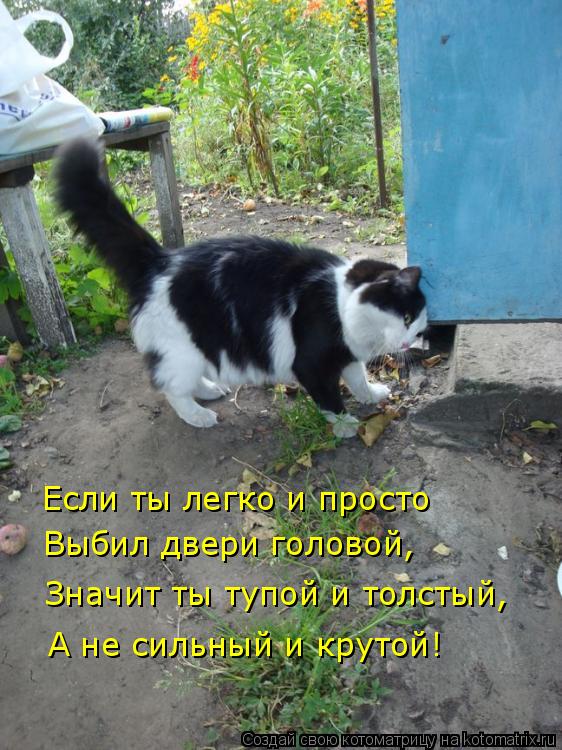 Котоматрица: Если ты легко и просто Выбил двери головой, Значит ты тупой и толстый, А не сильный и крутой!