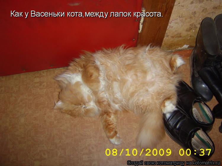 Котоматрица: Как у Васеньки кота,между лапок красота.