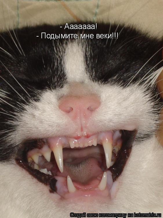 Котоматрица: - Ааааааа! - Подымите мне веки!!!