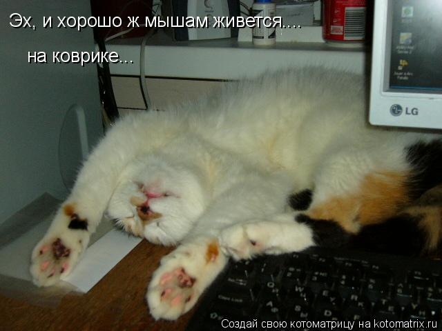 Котоматрица: Эх, и хорошо ж мышам живется.... на коврике...
