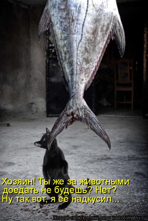 Котоматрица: Хозяин! Ты же за животными  доедать не будешь? Нет? Ну так вот, я её надкусил...