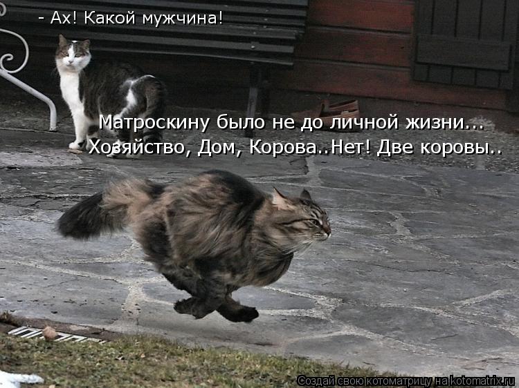 Котоматрица: - Ах! Какой мужчина! Матроскину было не до личной жизни... Хозяйство, Дом, Корова..Нет! Две коровы..