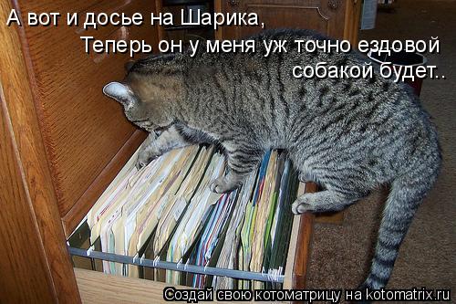 Котоматрица: А вот и досье на Шарика, Теперь он у меня уж точно ездовой  собакой будет..