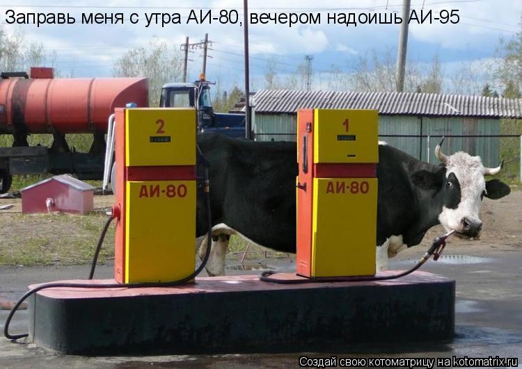 Заправь меня с утра АИ-80, вечером надоишь АИ-95... Котоматрица: Заправь меня с утра АИ-80, вечером надоишь АИ-95