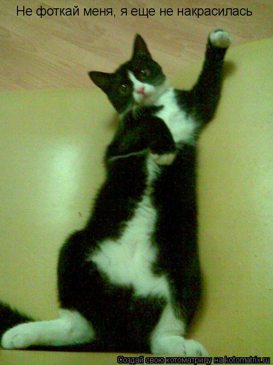 Не фоткай меня, я еще не накрасилась... Котоматрица: Не фоткай меня, я еще не накрасилась