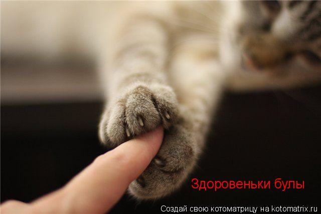 Здоровеньки булы... Котоматрица: Здоровеньки булы