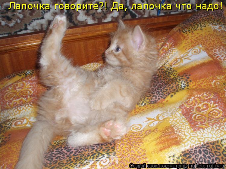 Лапочка говорите?! Да, лапочка что надо!... Котоматрица: Лапочка говорите?! Да, лапочка что надо!