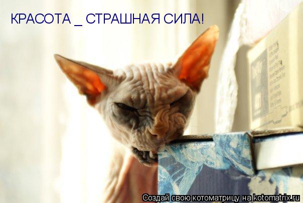 КРАСОТА _ СТРАШНАЯ СИЛА!... Котоматрица: КРАСОТА _ СТРАШНАЯ СИЛА!