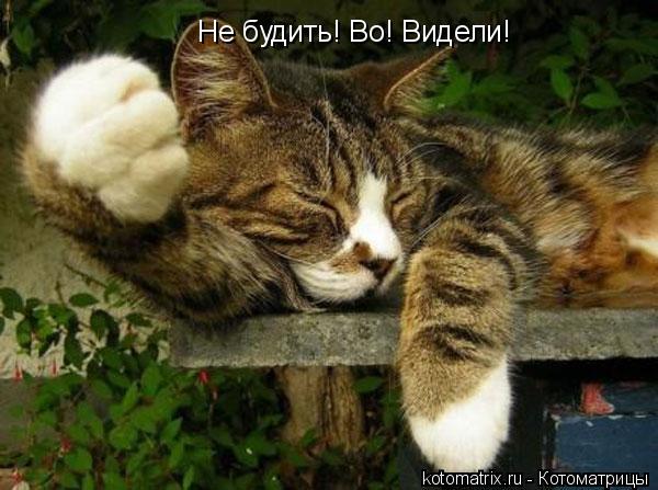 Не будить! Во! Видели!... Котоматрица: Не будить! Во! Видели!