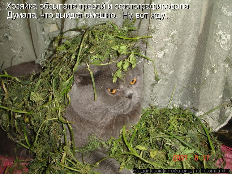 Хозяйка обсыпала травой и сфотографировала. Думала, что выйдет смешно. Ну, вот жду...... Котоматрица: Хозяйка обсыпала травой и сфотографировала. Думала, что выйдет смешно. Ну, вот жду...