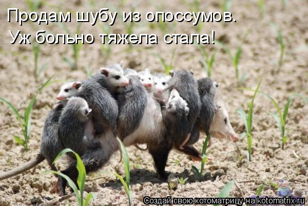 Продам шубу из опоссумов. Уж больно тяжела стала!... Котоматрица: Продам шубу из опоссумов. Уж больно тяжела стала!