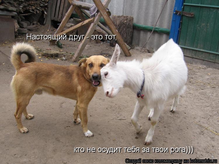 Котоматрица: Настоящий друг - это тот, кто не осудит тебя за твои рога)))