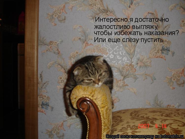 Котоматрица: Интересно,я достаточно жалостливо выгляжу, чтобы избежать наказания? Или еще слезу пустить...