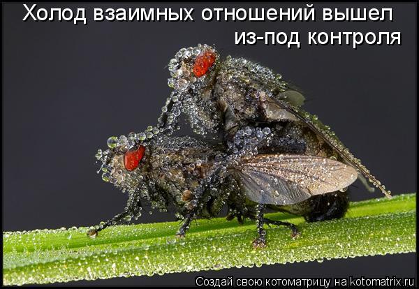 Холод взаимных отношений вышел из-под контроля... Котоматрица: Холод взаимных отношений вышел из-под контроля