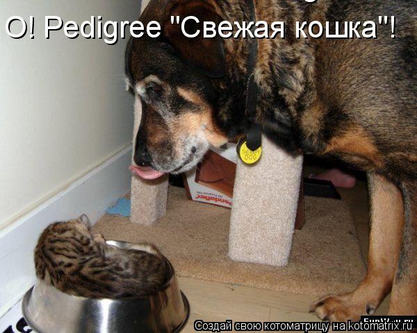 Котоматрица: О! Pedigree "Свежая кошка"!    О! Pedigree "Свежая кошка"!