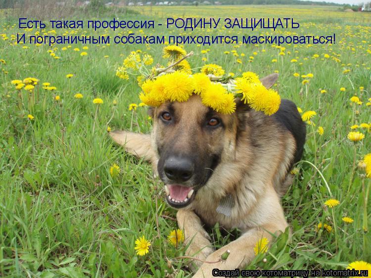 Котоматрица: Есть такая профессия - РОДИНУ ЗАЩИЩАТЬ И пограничным собакам приходится маскироваться!