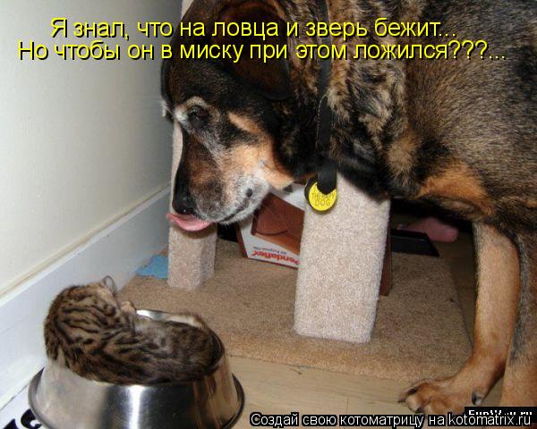 Котоматрица: Я знал, что на ловца и зверь бежит... Но чтобы он в миску при этом ложился???...