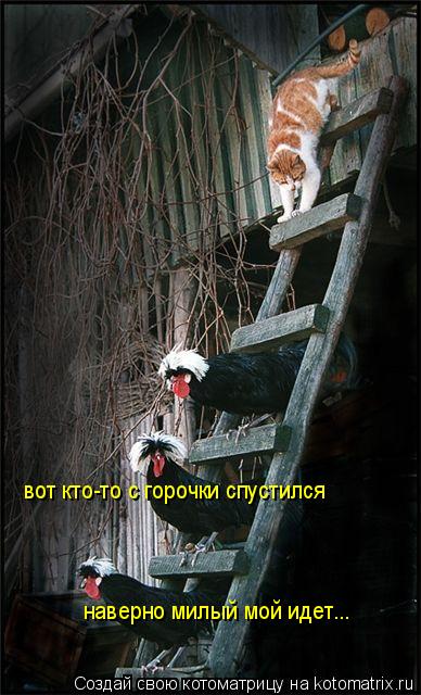 Котоматрица: вот кто-то с горочки спустился наверно милый мой идет...