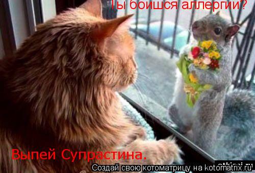 Котоматрица: Ты боишся аллергии? Выпей Супрастина.