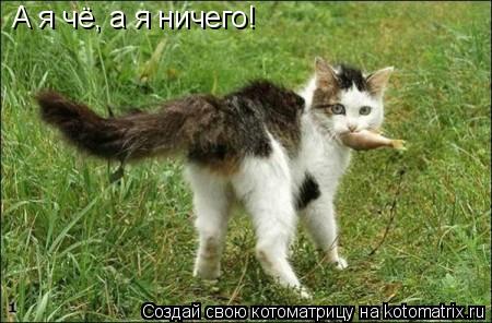 А я чё, а я ничего!... Котоматрица: А я чё, а я ничего!