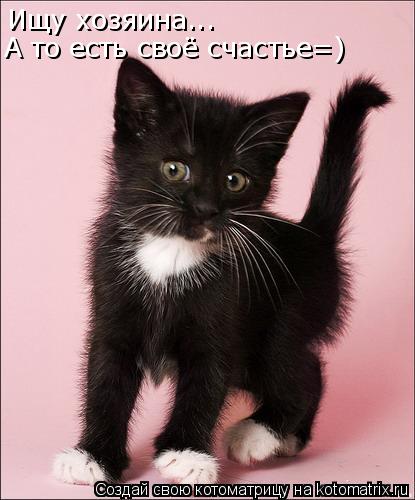 Ищу хозяина... А то есть своё счастье=)... Котоматрица: Ищу хозяина... А то есть своё счастье=)