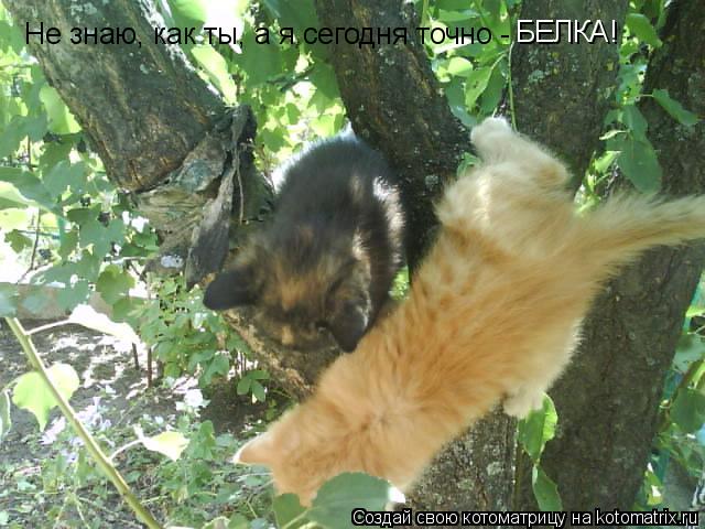Не знаю, как ты, а я сегодня точно - БЕЛКА!... Котоматрица: Не знаю, как ты, а я сегодня точно - БЕЛКА!