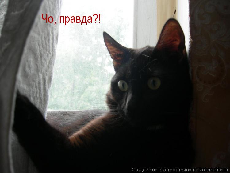 Чо, правда?!... Котоматрица: Чо, правда?!