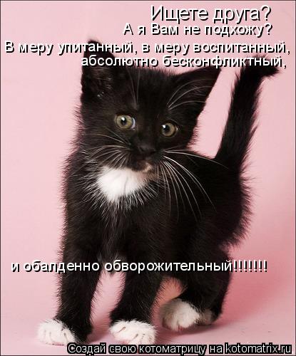 Ищете друга? А я Вам не подхожу? В меру упитанный, в меру воспитанный, абсолютно бесконфликтный, и об... Котоматрица: Ищете друга? А я Вам не подхожу? В меру упитанный, в меру воспитанный, абсолютно бесконфликтный, и обалденно обворожительный!!!!!!!