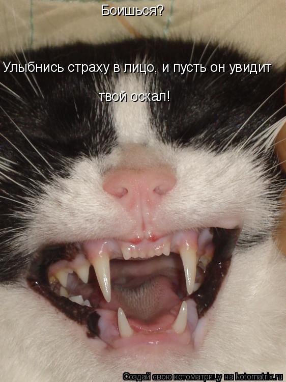 Боишься? Улыбнись страху в лицо, и пусть он увидит твой оскал!... Котоматрица: Боишься? Улыбнись страху в лицо, и пусть он увидит твой оскал!