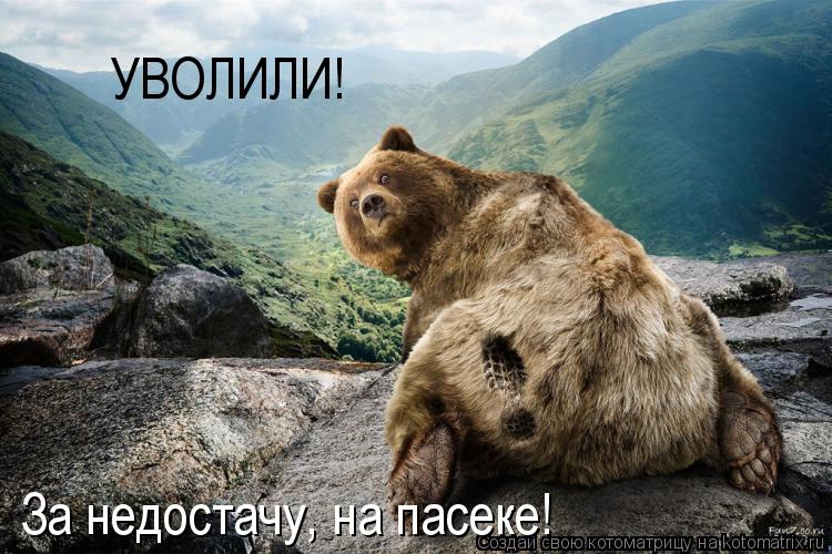 Котоматрица: УВОЛИЛИ! За недостачу, на пасеке!