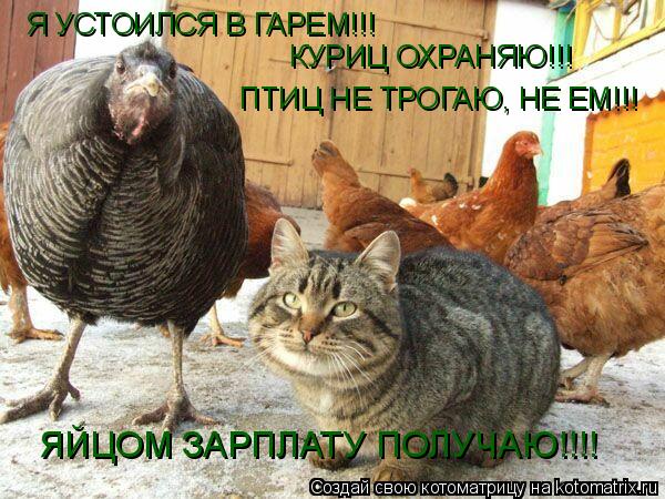 Котоматрица: Я УСТОИЛСЯ В ГАРЕМ!!! КУРИЦ ОХРАНЯЮ!!! ПТИЦ НЕ ТРОГАЮ, НЕ ЕМ!!! ЯЙЦОМ ЗАРПЛАТУ ПОЛУЧАЮ!!!!