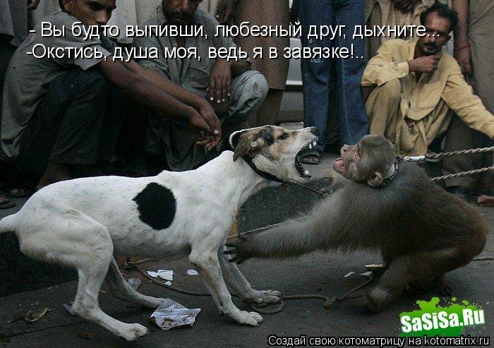 Котоматрица: - Вы будто выпивши, любезный друг, дыхните... -Окстись, душа моя, ведь я в завязке!..