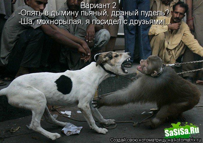 Котоматрица: Вариант 2  -Опять в дымину пьяный, драный пудель? -Ша, мохнорылая, я посидел с друзьями!...