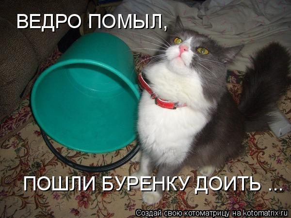 Котоматрица: ВЕДРО ПОМЫЛ, ПОШЛИ БУРЕНКУ ДОИТЬ ...