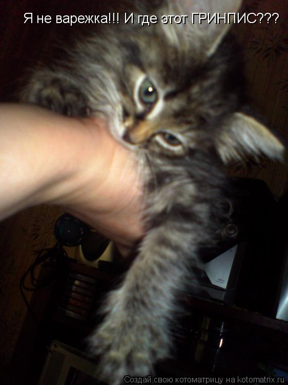 Котоматрица: Я не варежка!!! И где этот ГРИНПИС???