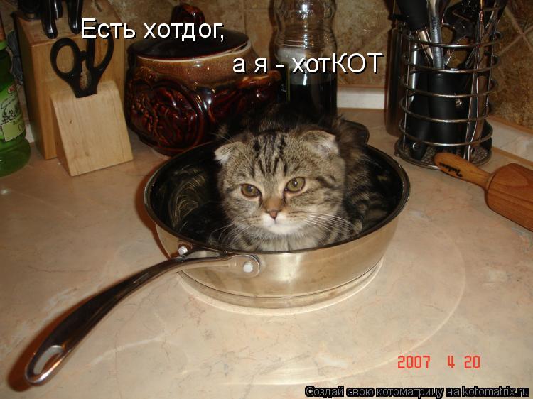 Котоматрица: Есть хотдог, а я - хотКОТ