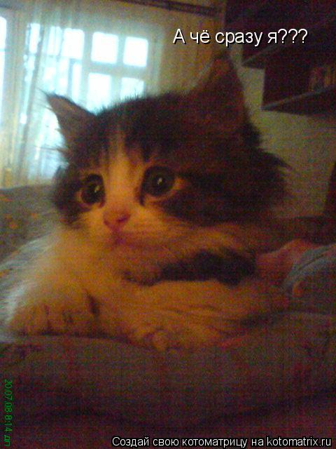 Котоматрица: А чё сразу я???