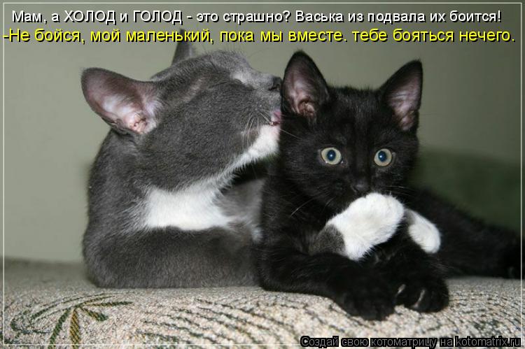 Котоматрица: Мам, а ХОЛОД и ГОЛОД - это страшно? Васька из подвала их боится! -Не бойся, мой маленький, пока мы вместе. тебе бояться нечего.