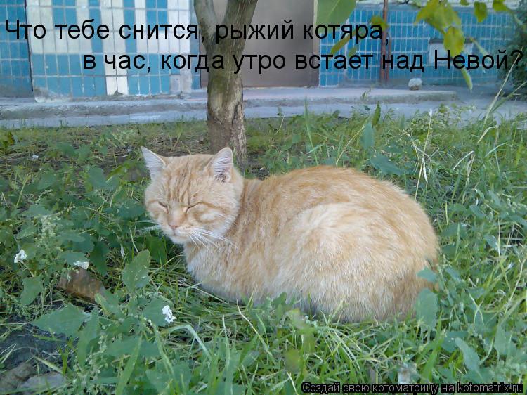 Что тебе снится, рыжий котяра в час, когда утро встает над Невой? ,... Котоматрица: Что тебе снится, рыжий котяра в час, когда утро встает над Невой? ,