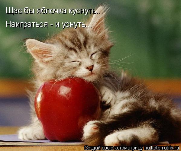 Котоматрица: Щас бы яблочка куснуть... Наиграться - и уснуть...