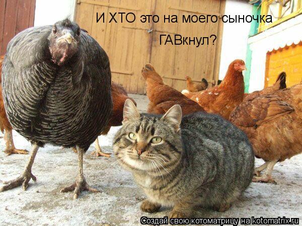 И ХТО это на моего сыночка ГАВкнул?... Котоматрица: И ХТО это на моего сыночка ГАВкнул?