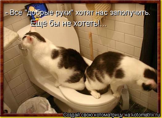 Котоматрица: - Все "добрые руки" хотят нас заполучить. Ещё бы не хотеть!...