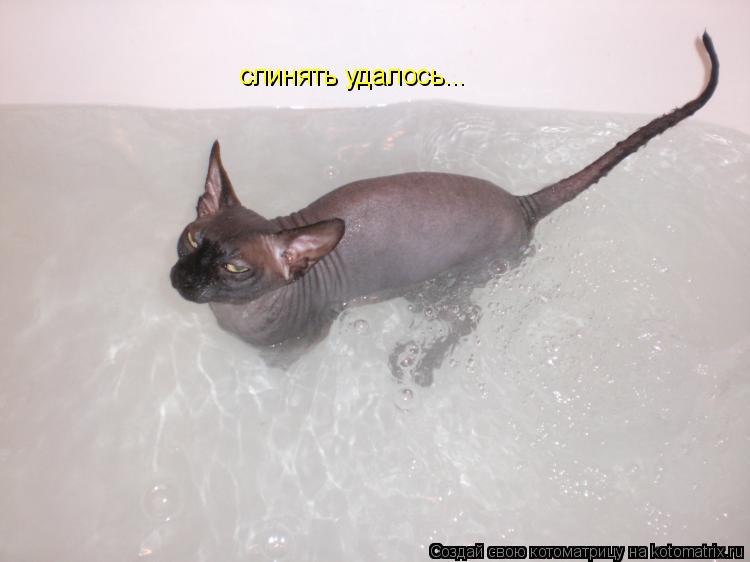 Котоматрица: слинять удалось...