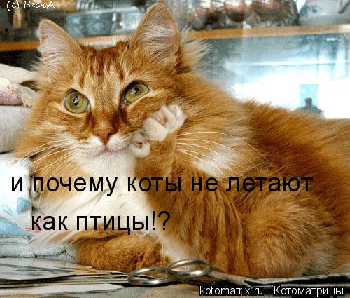 и почему коты не летают как птицы!?... Котоматрица: и почему коты не летают как птицы!?