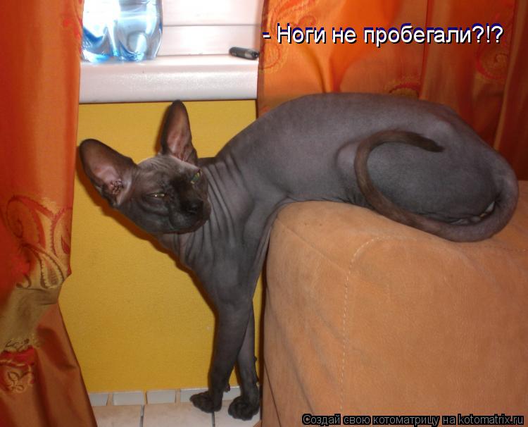 - Ноги не пробегали?!? - Ноги не пробегали?!?... Котоматрица: - Ноги не пробегали?!? - Ноги не пробегали?!?
