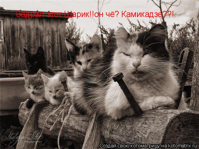 Задрал этот Шарик!!он чё? Камикадзе??!... Котоматрица: Задрал этот Шарик!!он чё? Камикадзе??!