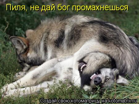 Пиля, не дай бог промахнешься... Котоматрица: Пиля, не дай бог промахнешься