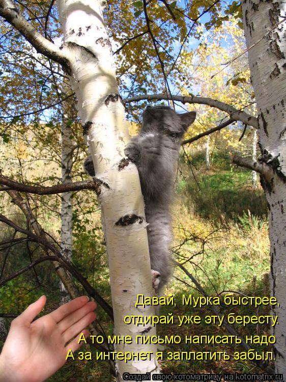 Давай, Мурка быстрее, отдирай уже эту бересту. А то мне письмо написать надо А за интернет я заплатит... Котоматрица: Давай, Мурка быстрее, отдирай уже эту бересту. А то мне письмо написать надо А за интернет я заплатить забыл.