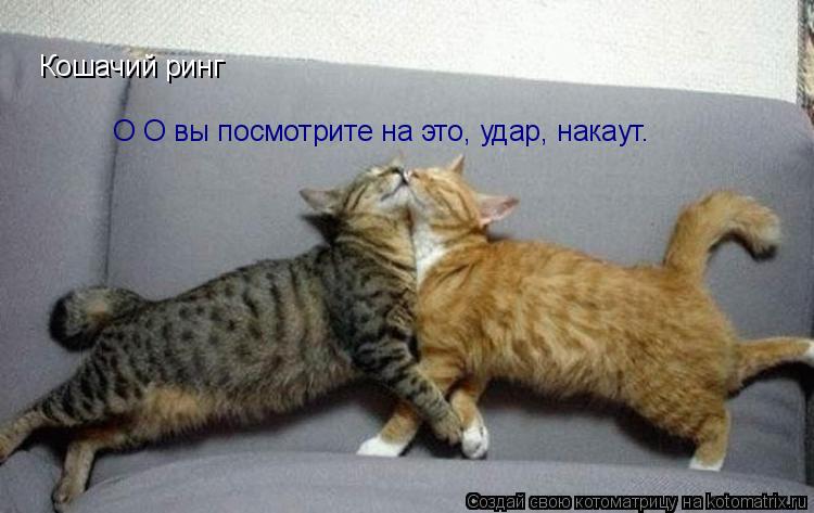 Кошачий ринг О О вы посмотрите на это, удар, накаут.... Котоматрица: Кошачий ринг О О вы посмотрите на это, удар, накаут.