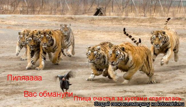Котоматрица: Пиляаааа Вас обманули Птица счастья за кустами спряталась